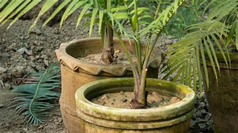 areca palms growth rate